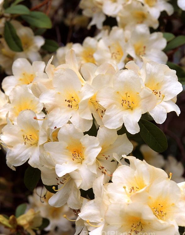 <i>Rhododendron johnstoneanum </i>Ken Burns' form. The flowers of this species from Assam and Manipur, India range from pale cream to biscuit shades and this form is fairly compact and has particularly abundant buff yellow flowers. Order: Ericales, Family: Ericaceae