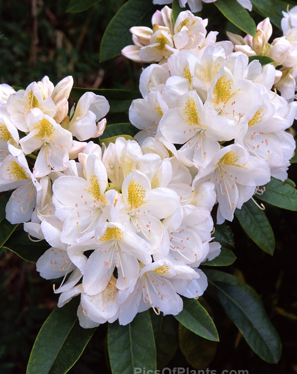 <i>Rhododendron</i> 'Lemon Ice', a <i>Rhododendron ponticum</i> hybrid raised by Dexter of the United States. It is reasonably sun-resistant for a white-flowered rhododendron. Order: Ericales, Family: Ericaceae