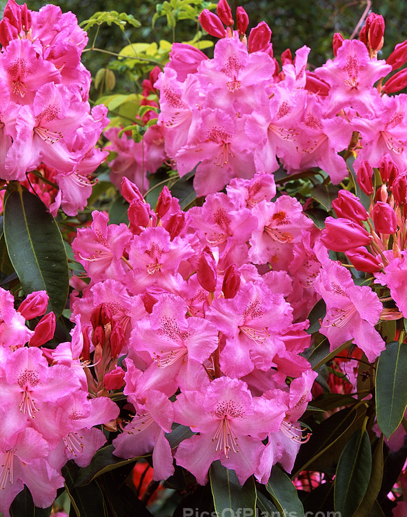 <i>Rhododendron</i> 'Lem's Monarch' ('Anna' x 'Marinus Koster'), this medium to large bush was raised by Lem of the United States and blooms prolifically, with lush foliage and huge trusses of large, beautifully marked flowers. Order: Ericales, Family: Ericaceae