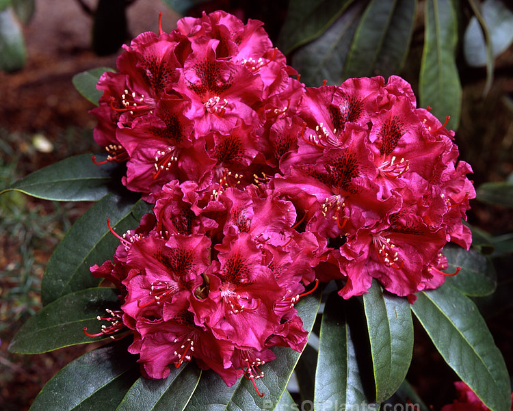 <i>Rhododendron</i> 'Olin O. Dobbs' ('Mars' x 'Purple Splendour'), a 1.2-2m high shrub raised by Dobbs of the USA and introduced by Greer in 1979. Its flowers are a distinctive reddish-purple shade with a variably sized blotch. Order: Ericales, Family: Ericaceae