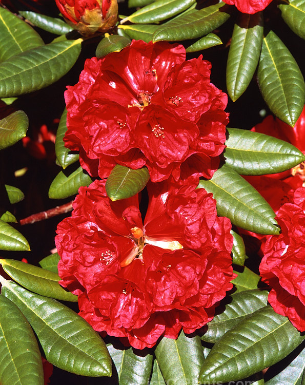 <i>Rhododendron</i> 'Rubicon' ('Noyo Chief' x 'Kilimanjaro'), an intensely coloured hybrid with lush foliage. It has a relatively low, spreading habit, around 1.2m tall x 2m wide, and was raised by R.C. Gordon in New Zealand and registered in 1979. Order: Ericales, Family: Ericaceae