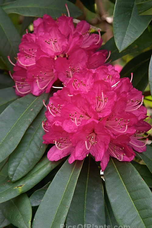 <i>Rhododendron</i> 'Sir Robert Peel', an old, early-flowering Waterer hybrid of unknown parentage. It develops into a small tree and can bloom in midwínter in mild climates. But for its early flowering habit, there would be little to recommend it, but it does add colour when it is most needed. Order: Ericales, Family: Ericaceae
