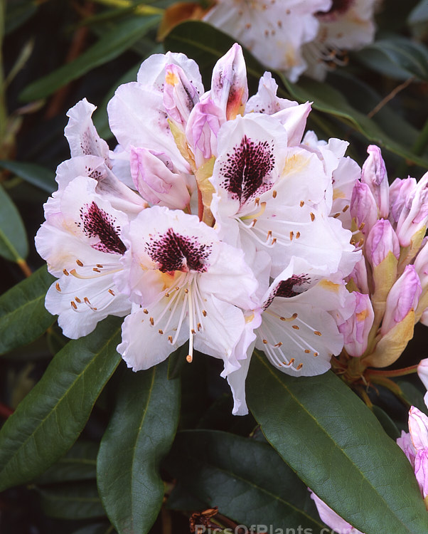 <i>Rhododendron</i> 'Sappho' (parentage unknown</i>), a dark-leaved, vigorous 2-3.5m tall shrub with strikingly contrasting flower colours. It is an old hybrid that dates from before 1847. Order: Ericales, Family: Ericaceae