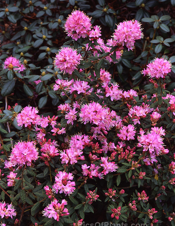 <i>Rhododendron scabrifolium</i> var. <i>spiciferum</i>, a wiry-stemmed, early-flowering species from southern and central Yunnan, China. Order: Ericales, Family: Ericaceae