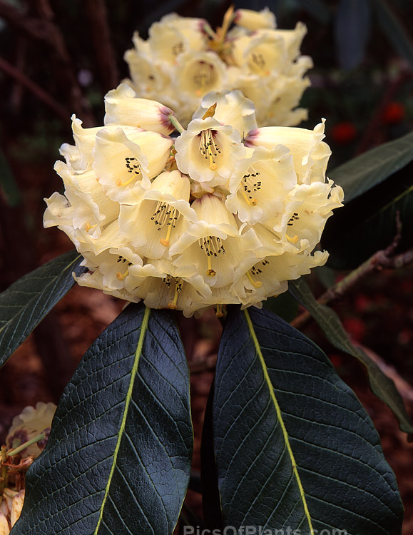 <i>Rhododendron sinogrande</i>, usually regarded as the largest-leafed of all the rhododendron species, this early-flowering, small to medium-sized tree is found in southwestern China and northeastern Burma. The leaves can be up to 90cm long, though 30cm is more common. Order: Ericales, Family: Ericaceae