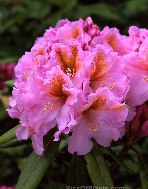 <i>Rhododendron</i> 'Ted's Orchid Sunset' ('Purple Splendour' x 'Mrs Donald Graham'), an unusually coloured, medium-sized shrub raised by Fawcett of the United States. Order: Ericales, Family: Ericaceae