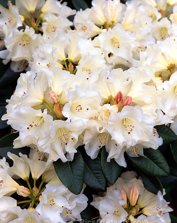 <i>Rhododendron</i> 'Unique' (<i>Rhododendron campylocarpum</i> subsp. <i>campylocarpum”</i> x unknown</i>), a hybrid raised by Slocock of Britain in the early 1930s. It is very popular and is notable for the colour changes from bud to open flower. Order: Ericales, Family: Ericaceae