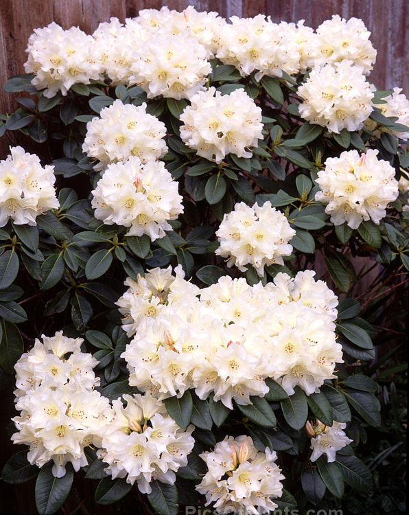 <i>Rhododendron</i> 'Unique' (<i>Rhododendron campylocarpum</i> subsp. <i>campylocarpum”</i> x unknown</i>), a hybrid raised by Slocock of Britain in the early 1930s. It is very popular and is notable for the colour changes from bud to open flower. Order: Ericales, Family: Ericaceae