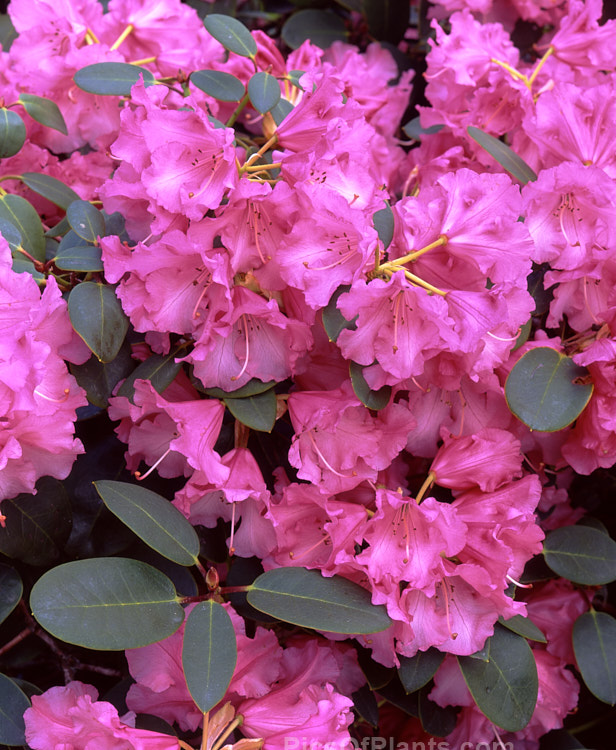 <i>Rhododendron</i> 'April Glow' (<i>Rhododendron williamsianum</i> x 'Wilgens Ruby'), a dense mounding shrub that grows 1â€“1.5m tall with great age. It blooms in mid-spring. Raised by van Wilgens of Holland and introduced in 1975. Order: Ericales, Family: Ericaceae