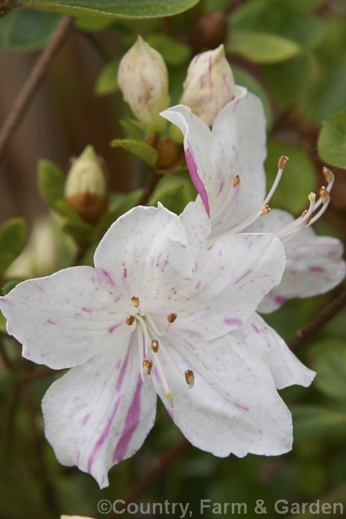 Rhododendron (evergreen azalea</i>) 'Festive'. A Glenn. Dale hybrid with white flowers that have irregular deep pink flecks and sectors it grows to around 18m tall and flowers early