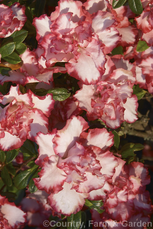 Rhododendron (evergreen azalea</i>) 'Leopold. Astrid' ('Armand. Haerens' sport</i>), a fancy-flowered Belgian Indica hybrid introduced by Haerens of Belgium in 1933