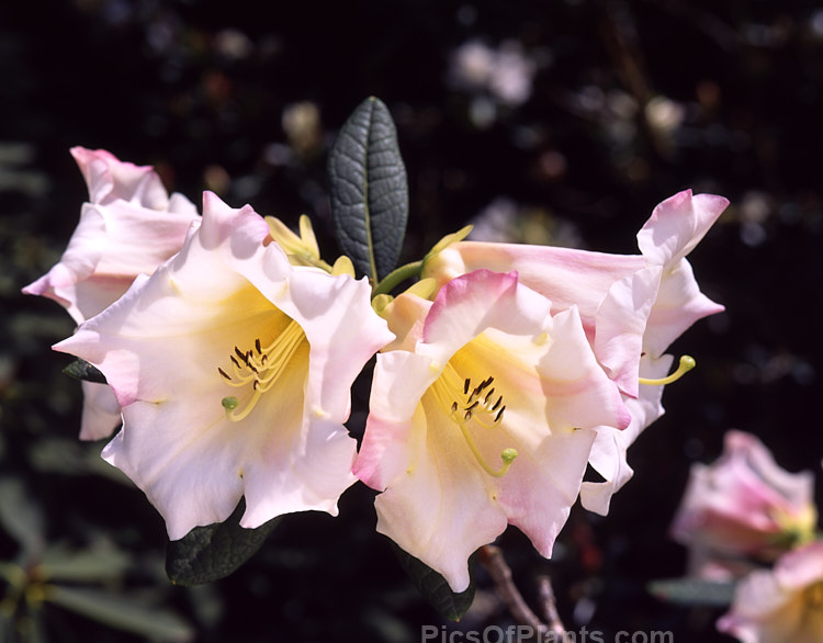 <i>Rhododendron</i> 'Lady Dorothy Ella', a rather open growing 1.8-2.4m tall hybrid with large, mildly scented flowers in mid-spring. Its parentage uncertain but probably includes <i>Rhododendron nuttallii</i>. Order: Ericales, Family: Ericaceae