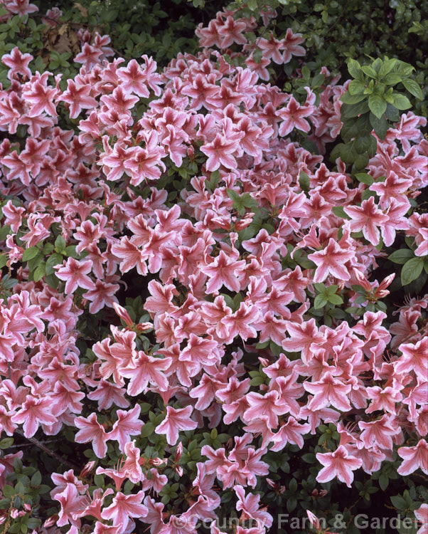 Rhododendron (evergreen azalea</i>) 'Ben. Morrison'. A Glenn. Dale hybrid raised byAmerican. USDA breeder. BY. Morrison but introduced after his death