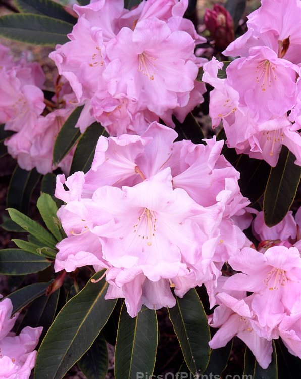 Rhododendron 'Irene Stead' (<i>Rhododendron griffithianum</i> x <i>Rhododendron fortunei</i>), a Loderi-like plant raised by Stead of New Zealand and registered in 1958. It has mildly scented flowers and grows to over 2m tall Order: Ericales, Family: Ericaceae