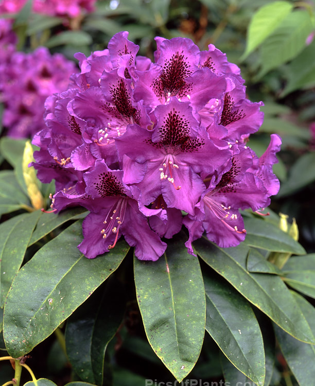 <i>Rhododendron</i> 'Blue Boy' ('Blue Ensign' x 'Purple Splendour'), a medium-sized, mid- to late spring-flowering shrub introduced by Watson of the United States in 1981. Order: Ericales, Family: Ericaceae