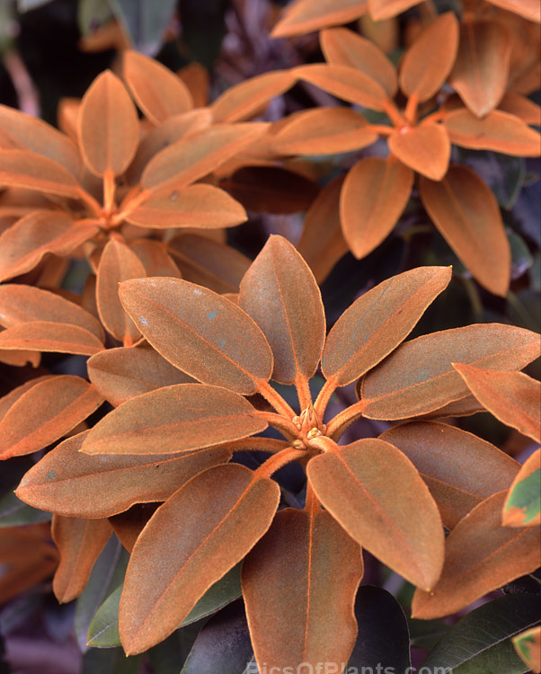 <i>Rhododendron pachysanthum</i> (syn. <i>Rhododendron venturi</i>), a small densely foliaged shrub native to Taiwan where it occurs at around 3300m altitude. It is cultivated as much for its foliage, which has a thick rusty brown indumentum on both sides until mature, when the upper surfaces become green, as for its white to pale pink flowers. Order: Ericales, Family: Ericaceae