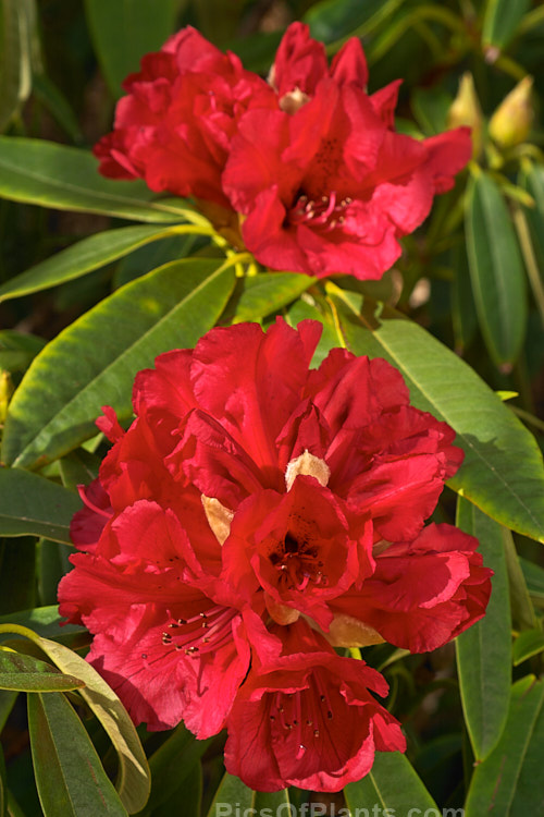<i>Rhododendron</i> 'Kaponga' (<i>Rhododendron arboreum</i> x 'Ivery's Scarlet'), a 1979 New Zealand-raised hybrid by Bernard Holland that is very similar to the better-known 'Cornubia'. It grows to around 4m high x 3m wide. Order: Ericales, Family: Ericaceae