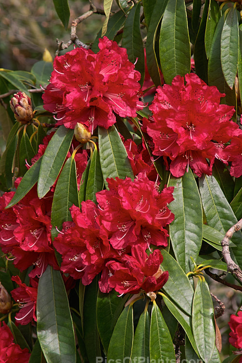 <i>Rhododendron</i> 'Ivery's Scarlet' (syn. 'Ivorianum'), an early-flowering hybrid of unknown origins. It was developed by Ivery before 1958 and can grow to 5m high and wide. Order: Ericales, Family: Ericaceae