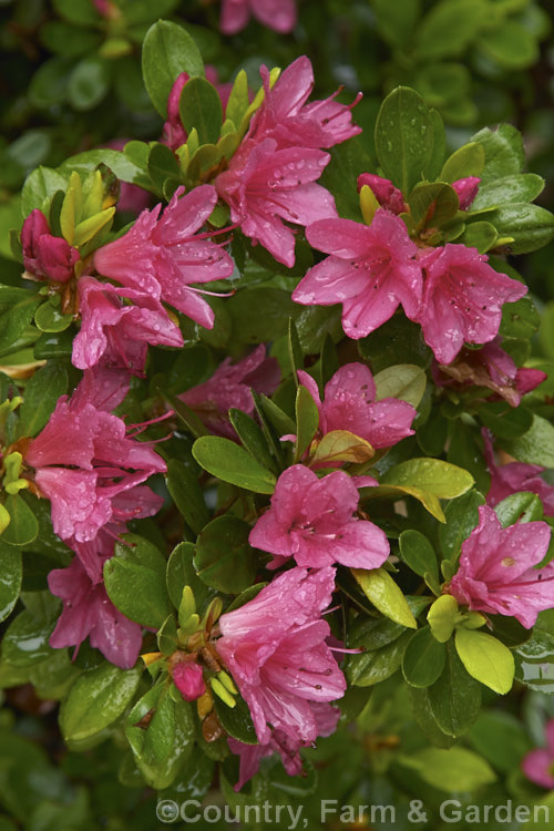 Rhododendron (evergreen azalea</i>) 'Bit o'. Sunshine', a Nuccio hybrid with early, vivid reddish pink, hose in hose flowers that are small but abundant, making a mass of colour