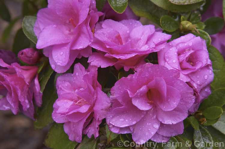 Rhododendron (evergreen azalea</i>) 'Happy Days', an early to midseason, formal double-flowered, mid purple cultivar. The flowers last well over a long season. Fairly tender when young