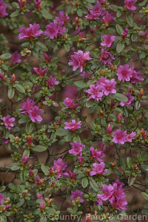 Rhododendron (evergreen azalea</i>) 'Amoena', a cultivar with tiny hose-in-hose flowers. It is a form of a plant formerly known as Rhododendron obtusum, which is now regarded as a complex hybrid of several Japanese species