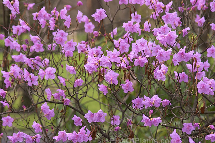 <i>Rhododendron mucronulatum</i> (not to be confused with 'Mucronatum'), a species from temperate East Asia and one of the few deciduous rhododendrons seldom grouped with the deciduous azaleas. Order: Ericales, Family: Ericaceae