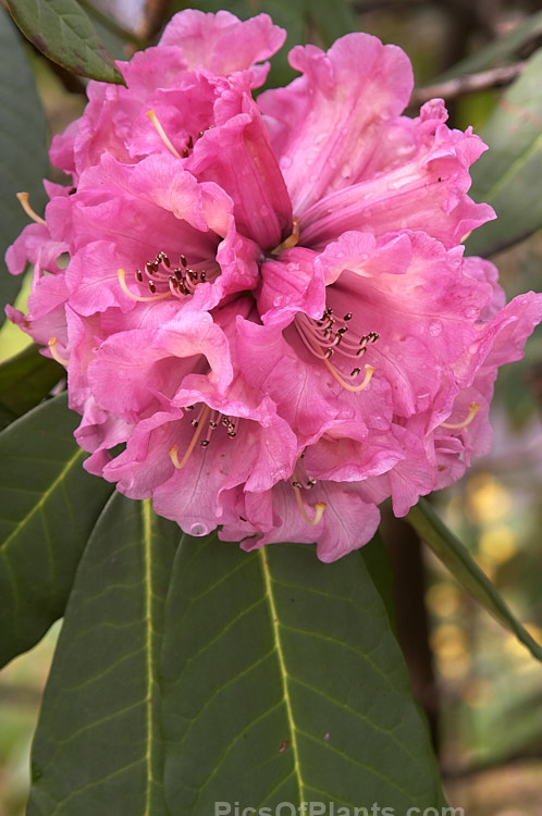 Rhododendron <i>montroseanum</i>, a late winter- to early spring-flowering tree-sized, grande series species from western China and northern Burma. Its flowers are usually deep pink, but the near white form flushed with deep pink is not uncommon. The flower trusses are quite large but may appear small simply because of the size of the heavily-veined leaves, which are often over 30cm long. Order: Ericales, Family: Ericaceae