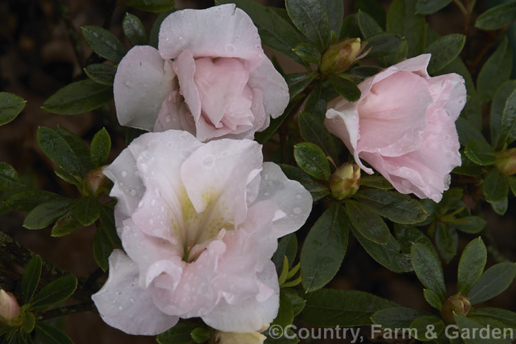 Rhododendron (evergreen azalea</i>) 'Saidee. Kirk', a midseason, soft apricot pink double suffused with pale pink. A very delicate flower colour 75 cm high × 90 cm wide