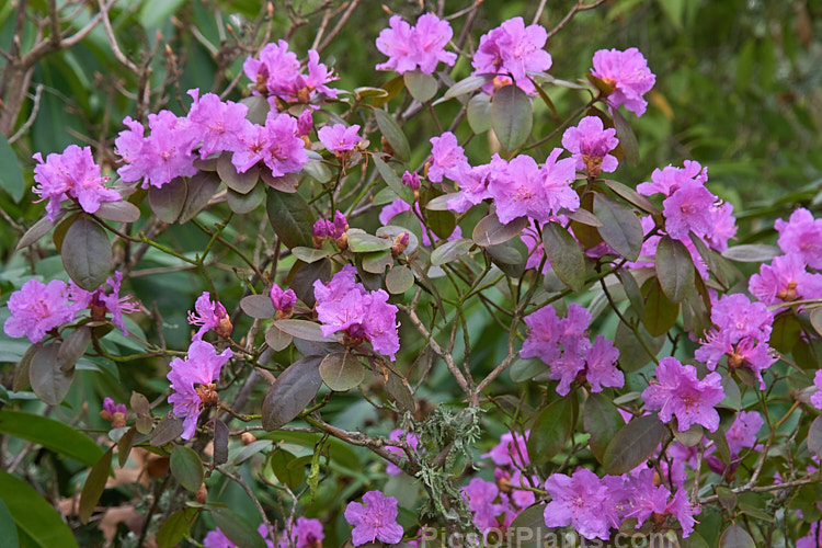 <i>Rhododendron</i> 'P.J. Mezitt' (syn. 'P.J.M.'), an American hybrid (<i>Rhododendron minus</i> var. <i>minus</i> x <i>Rhododendron dauricum</i>) introduced in the mid-1960s. Order: Ericales, Family: Ericaceae