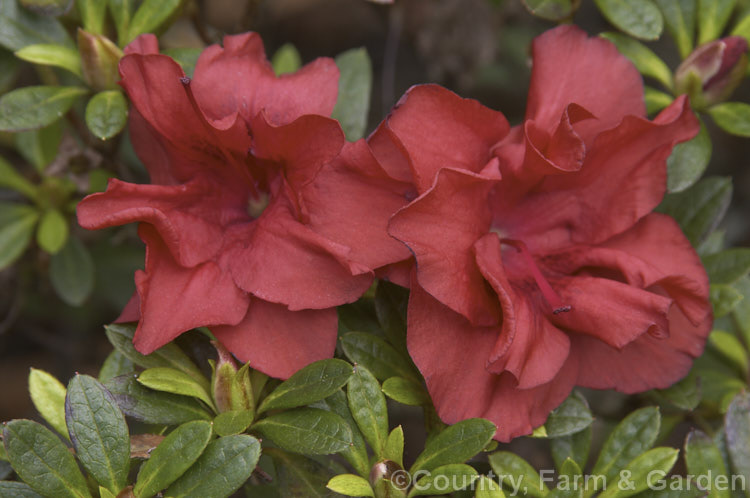 Rhododendron (evergreen azalea</i>) 'Orange Joy', an Australian or New Zealand raised hybrid of unknown origins