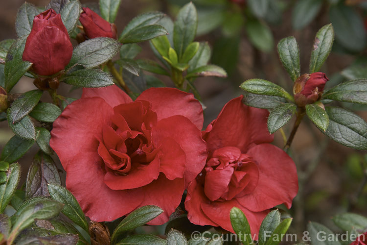 Rhododendron (evergreen azalea</i>) 'Elsa. Kaerger', a double-flowered Belgian Indica hybrid evergreen azalea raised by Ambrosius of Germany in 1940