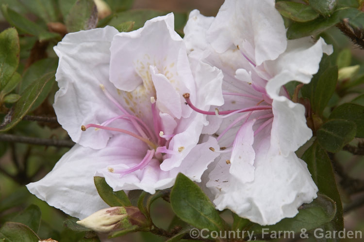 Rhododendron (evergreen azalea</i>) 'James. Belton' ('Albert. Elizabeth' x 'Schryderi'), a Belgian Indica hybrid introduced by E. Kirk of Australia in 1964. It has a low, spreading habit and flowers in mid-spring