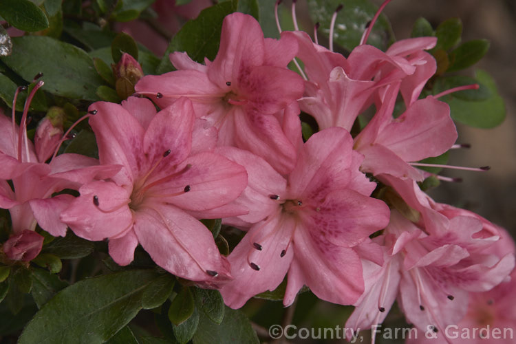 Rhododendron (evergreen azalea</i>) 'Mrs Fisher', a hose in hose-flowered Pericat hybrid the blooms midseason. It is heavy flowering, has good winter foliage colour and grows to around 75 cm high x 1 m wide
