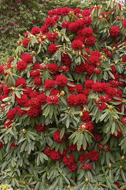 <i>Rhododendron</i> 'Kaponga' (<i>Rhododendron arboreum</i> x 'Ivery's Scarlet'), a 1979 New Zealand-raised hybrid by Bernard Holland that is very similar to the better-known 'Cornubia'. It grows to around 4m high x 3m wide. Order: Ericales, Family: Ericaceae