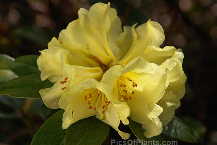<i>Rhododendron</i> 'Parisienne' (<i>Rhododendron valentianum</i> x <i>Rhododendron burmanicum</i>), an early-flowering hybrid with bronze foliage. Raised by Rothschild in 1947, it was among the first yellow-flowered hybrids and in common with many of these it lacks hardiness. The modern form of 'Parisienne' is more compact than the original cultivar and is sometimes called 'Parisienne Improved', though as it has largely replaced the earlier form this distinction is hardly necessary. Order: Ericales, Family: Ericaceae