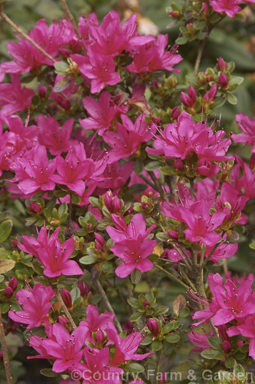 Rhododendron (evergreen azalea</i>) 'Hinode. Giri' (syn 'Red Hussar'), an early flowering. Kurume azalea. Among the group known as Wilson's Fifty, of which it was number 42