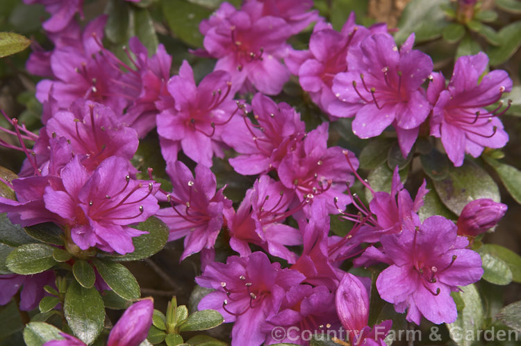 Rhododendron (evergreen azalea</i>) 'Amoena', a cultivar with tiny hose-in-hose flowers. It is a form of a plant formerly known as Rhododendron obtusum, which is now regarded as a complex hybrid of several Japanese species
