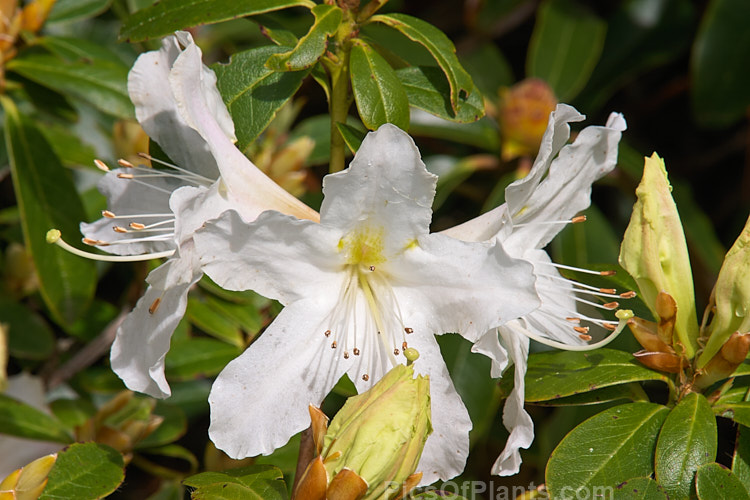 <i>Rhododendron veitchianum</i>, a rather tender species native to Burma, Laos and Thailand. Often epiphytic in the wild, in cultivation it grows to around 2-3m tall This is the form previously known as <i>Rhododendron cubitii</i>. Order: Ericales, Family: Ericaceae