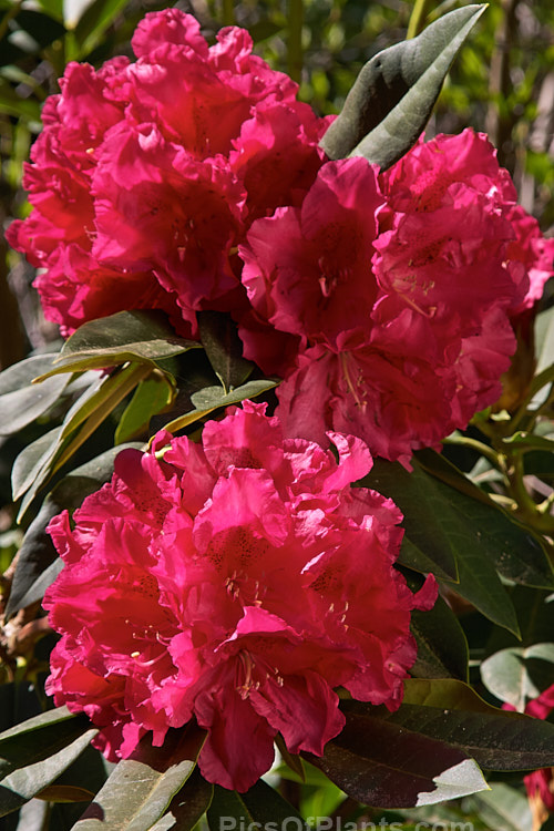 <i>Rhododendron</i> 'Unknown Warrior' ('Queen Wilhelmina' x 'Stanley Davies'), a vigorous 4-5m high shrub raised by C.B. van Nes of Holland before 1922. It flowers mid-season and with age it will eventually become tree-like Order: Ericales, Family: Ericaceae