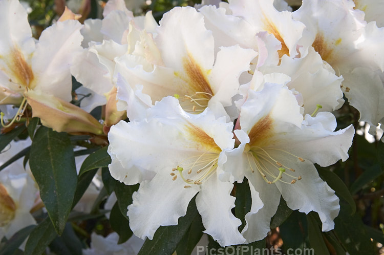 <i>Rhododendron veitchianum</i>, a rather tender species native to Burma, Laos and Thailand. Often epiphytic in the wild, in cultivation it grows to around 2-3m tall This is the form previously known as <i>Rhododendron cubitii</i>. Order: Ericales, Family: Ericaceae