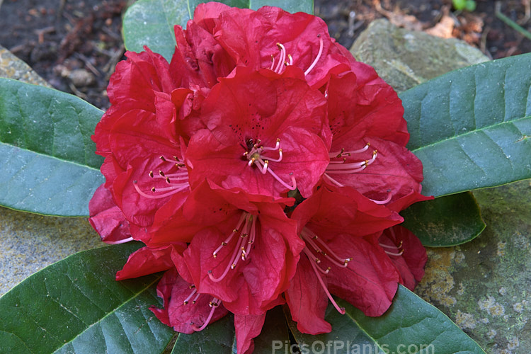 <i>Rhododendron</i> 'Bibiani' ('Moser's Maroon' x <i>Rhododendron arboreum</i>), an early-flowering hybrid raised by Rothschild of England in 1934. It has proved to be a tough and adaptable plant and with age it can become a large shrub or small tree. Order: Ericales, Family: Ericaceae