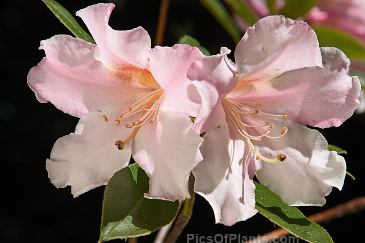 <i>Rhododendron</i> 'Kimberly', a 1m tall, heavy-flowering, rounded shrub that introduced by Greer of the United States in 1979. Order: Ericales, Family: Ericaceae