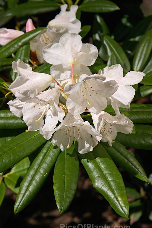 <i>Rhododendron hyperythrum</i>, a Taiwanese species that is surprisingly hardy. It grows to around 1m high, flowers early to mid-season and is found naturally at around 900-1300m altitude. Order: Ericales, Family: Ericaceae
