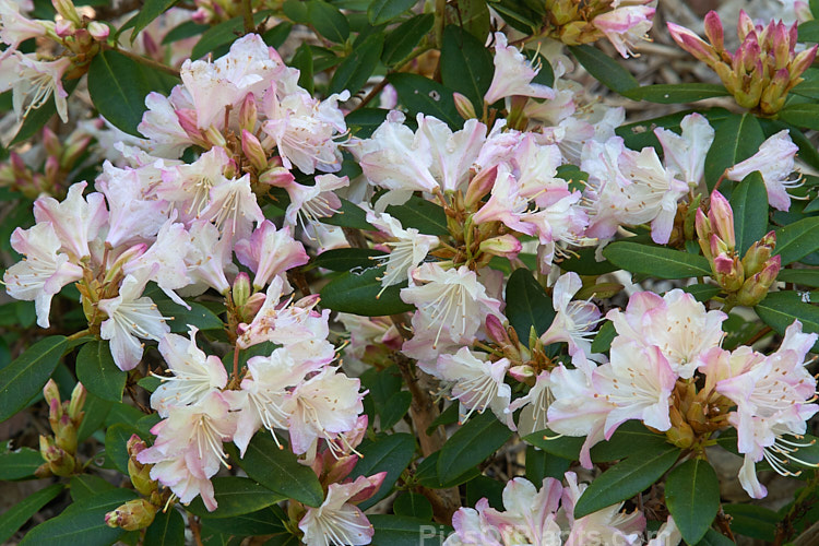 <i>Rhododendron</i> 'Ginny Gee' (<i>Rhododendron keiskei</i> x <i>Rhododendron racemosum</i>), a very heavy-flowering, compact bush with small leaves and clusters of very pale pink flowers that often hide the foliage. Raised by Berg of the United States in 1979. Order: Ericales, Family: Ericaceae