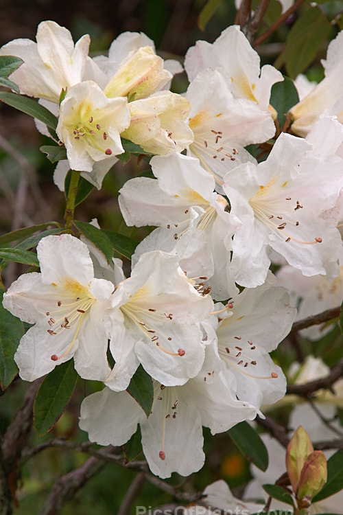 <i>Rhododendron dendricola</i>, a maddenii series rhododendron native to the highlands of Burma (<i>Myanmar</i>). Its white flowers open from pink tinted buds and are very faintly scented. This evergreen shrub can grow o over 2m tall Order: Ericales, Family: Ericaceae