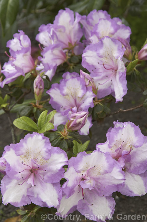 Rhododendron (evergreen azalea</i>) 'Rosa. Belton' (sport of 'James. Belton'), a spreading. Belgian Indica hybrid raised by Kirk of Australia in the 1960s
