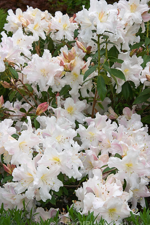 <i>Rhododendron</i> 'Harry Tagg' ('Albescens' x <i>Rhododendron ciliicalyx</i>), a mid-spring-blooming hybrid bred at the Edinburgh Botanic Gardens, Scotland. The flowers are faintly scented. It is often described as a compact plant, but with age it can reach 1.8m tall x over 2m wide. Order: Ericales, Family: Ericaceae