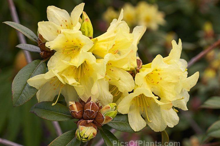 <i>Rhododendron</i> 'Saffron Queen' (<i>Rhododendron xanthostephanum</i> x <i>Rhododendron burmanicum</i>), an upright, bronze-leaved hybrid introduced by Charles Williams of England in the mid-1940s. It is an evergreen shrub up to 2m tall and is typical of the early, rather tender yellow-flowered hybrids based on Rhododendron burmanicum. Order: Ericales, Family: Ericaceae