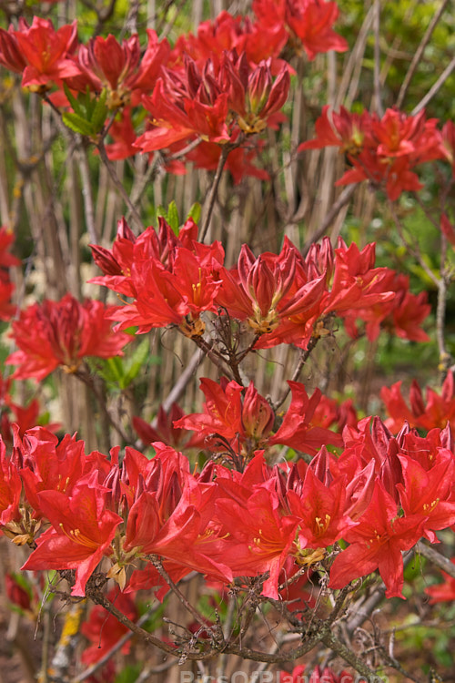 <i>Rhododendron</i> (deciduous azalea</i>) 'Dragon', a hybrid of uncertain origin — probably New Zealand-raised Order: Ericales, Family: Ericaceae