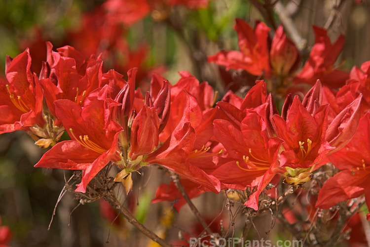 <i>Rhododendron</i> (deciduous azalea</i>) 'Dragon', a hybrid of uncertain origin — probably New Zealand-raised Order: Ericales, Family: Ericaceae